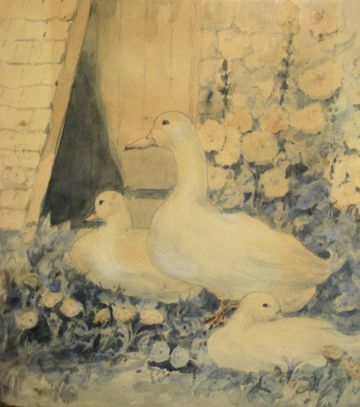 ducks