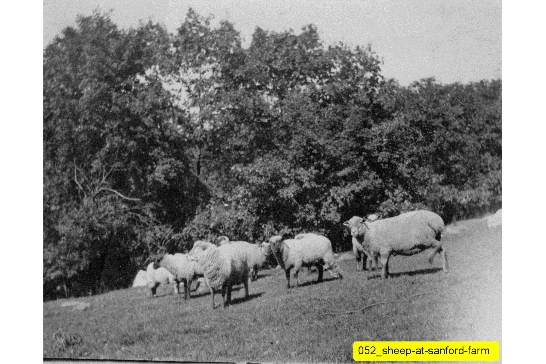 052_sheep-at-sanford-farm.jpg