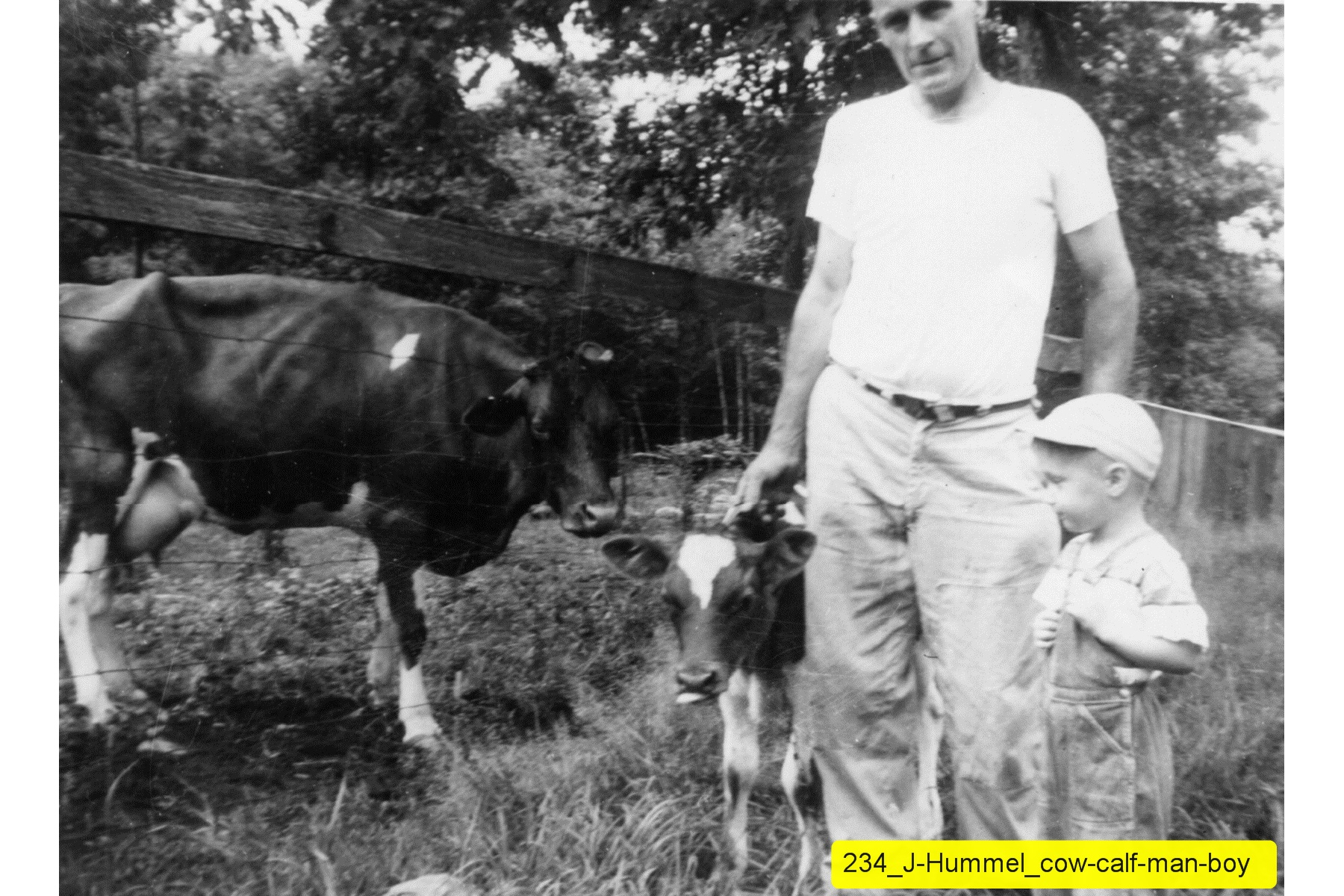 234_J-Hummel_cow-calf-man-boy.jpg