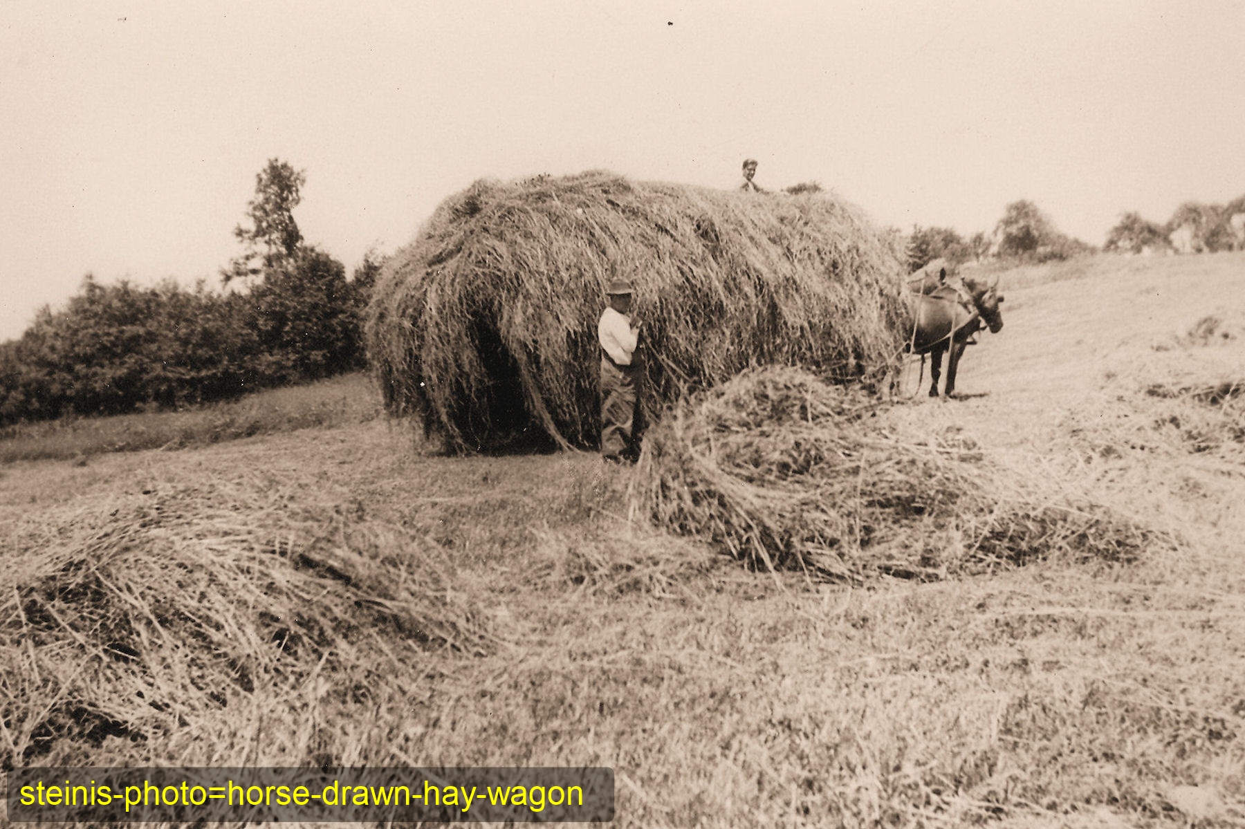 steinis-photo=horse-drawn-hay-wagon.jpg