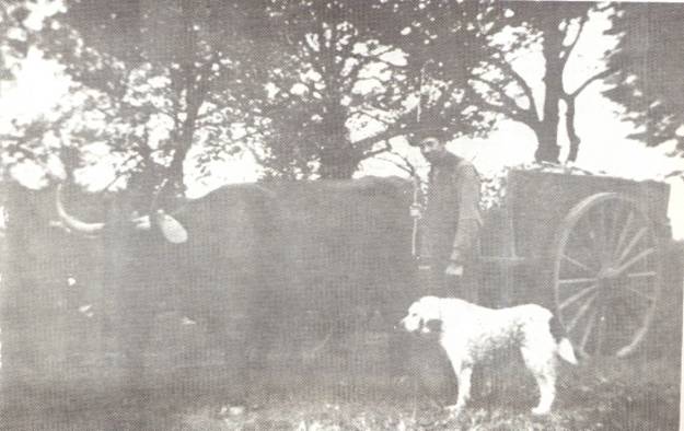 Burt Tucker with his span of oxen